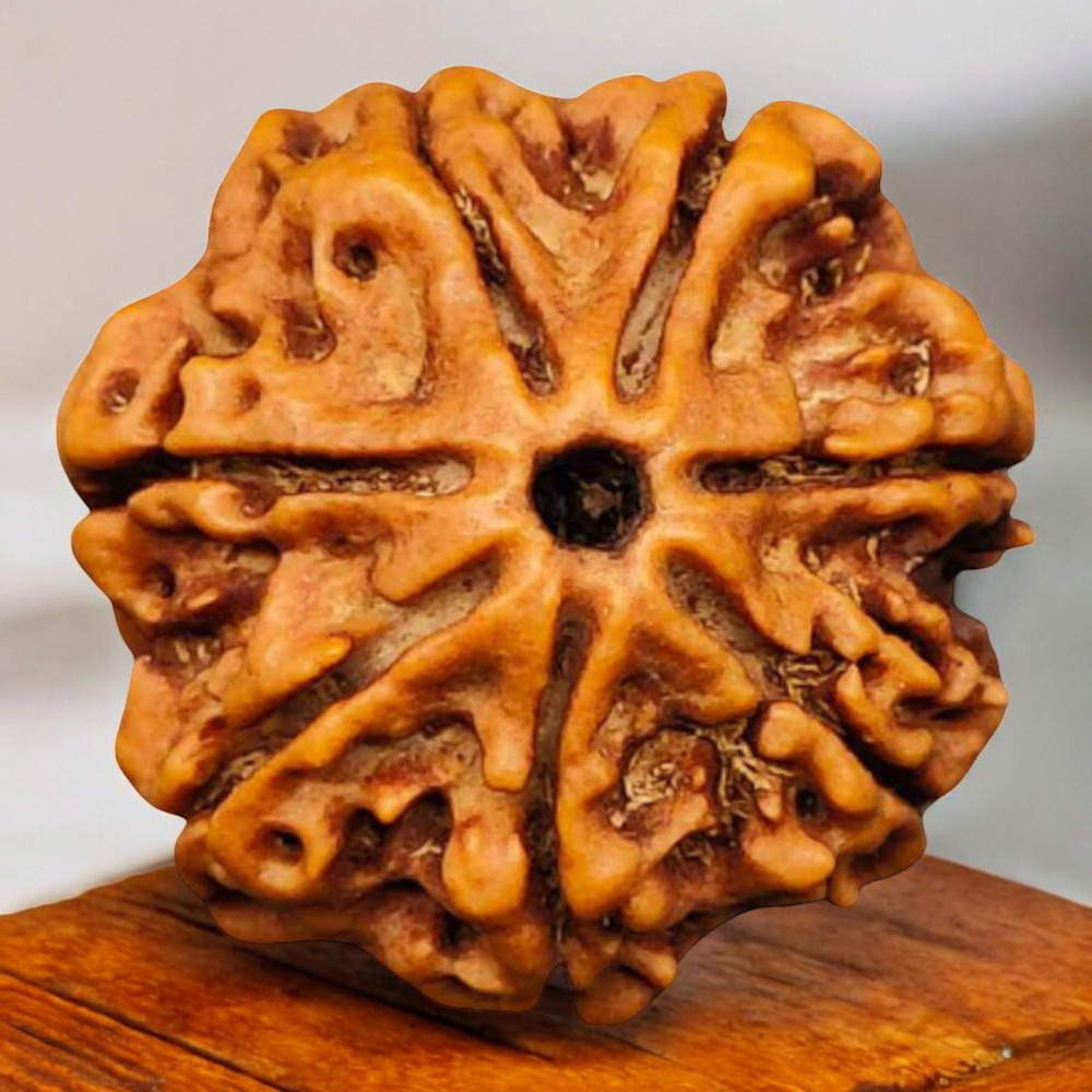 Seven Mukhi Rudraksha