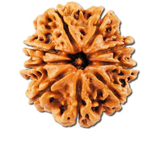 Nine Mukhi Rudraksha
