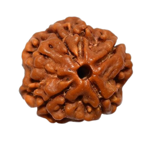 Four Mukhi Rudraksha