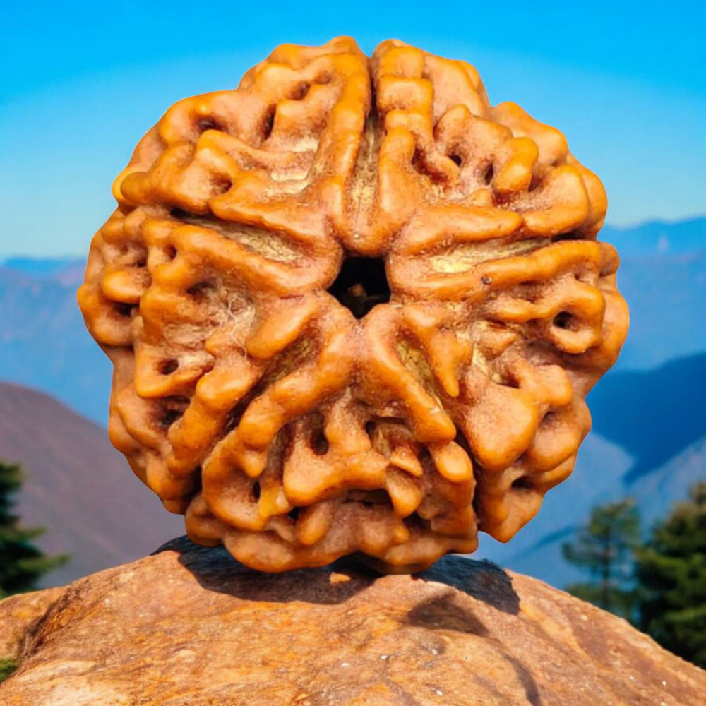 Five Mukhi Rudraksha