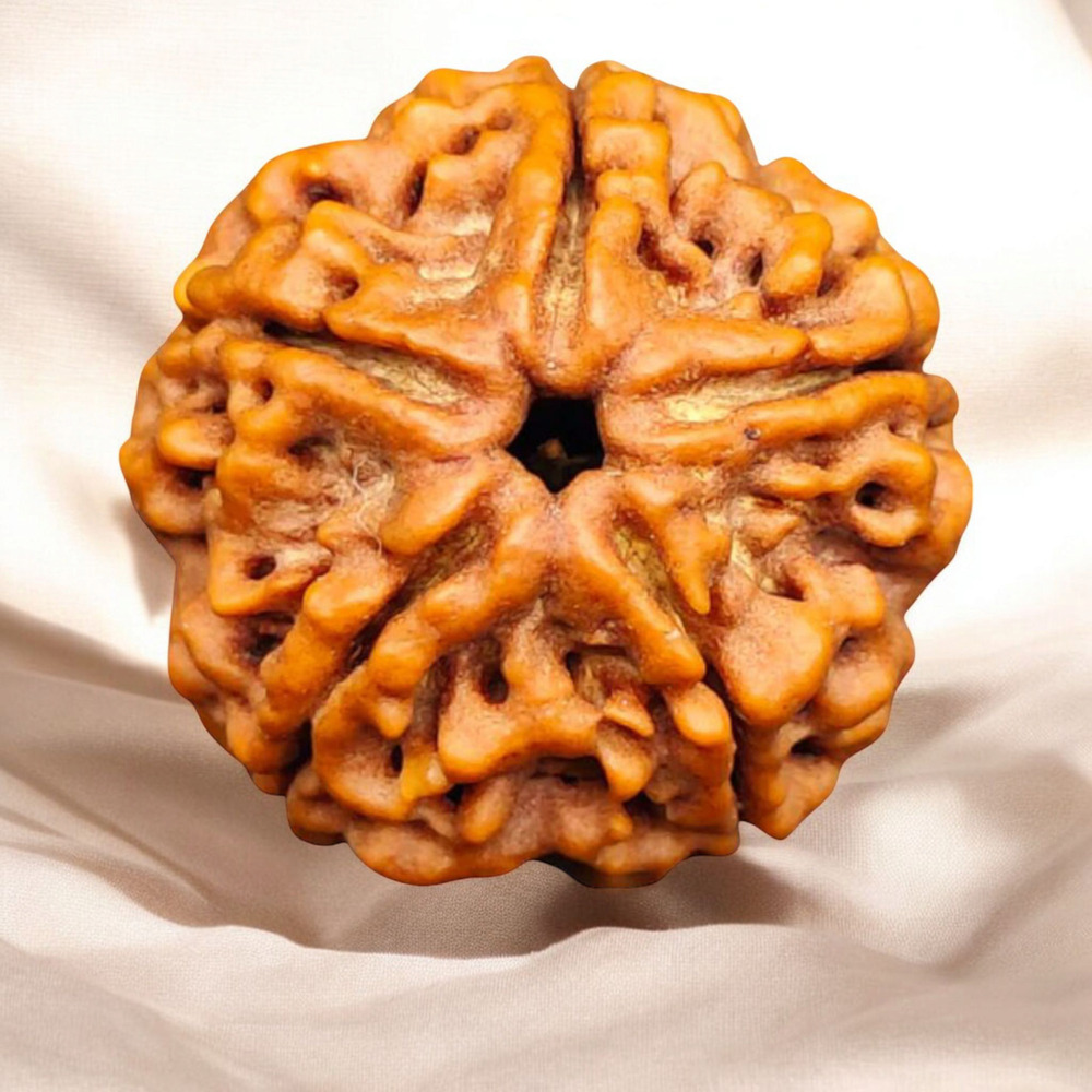 Five Mukhi Rudraksha