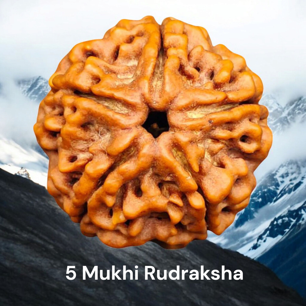 Five Mukhi Rudraksha