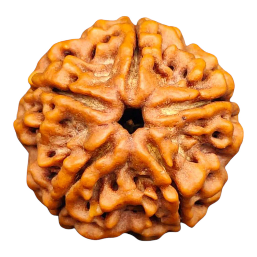 Five Mukhi Rudraksha