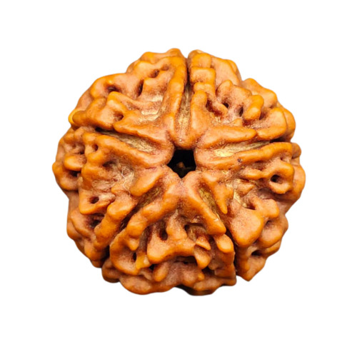 Five Mukhi Rudraksha
