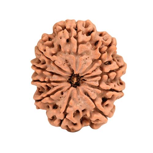 Ten Mukhi Rudraksha