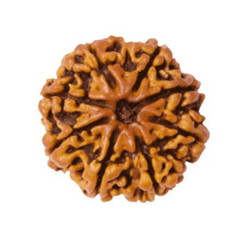 Eight Mukhi Rudraksha