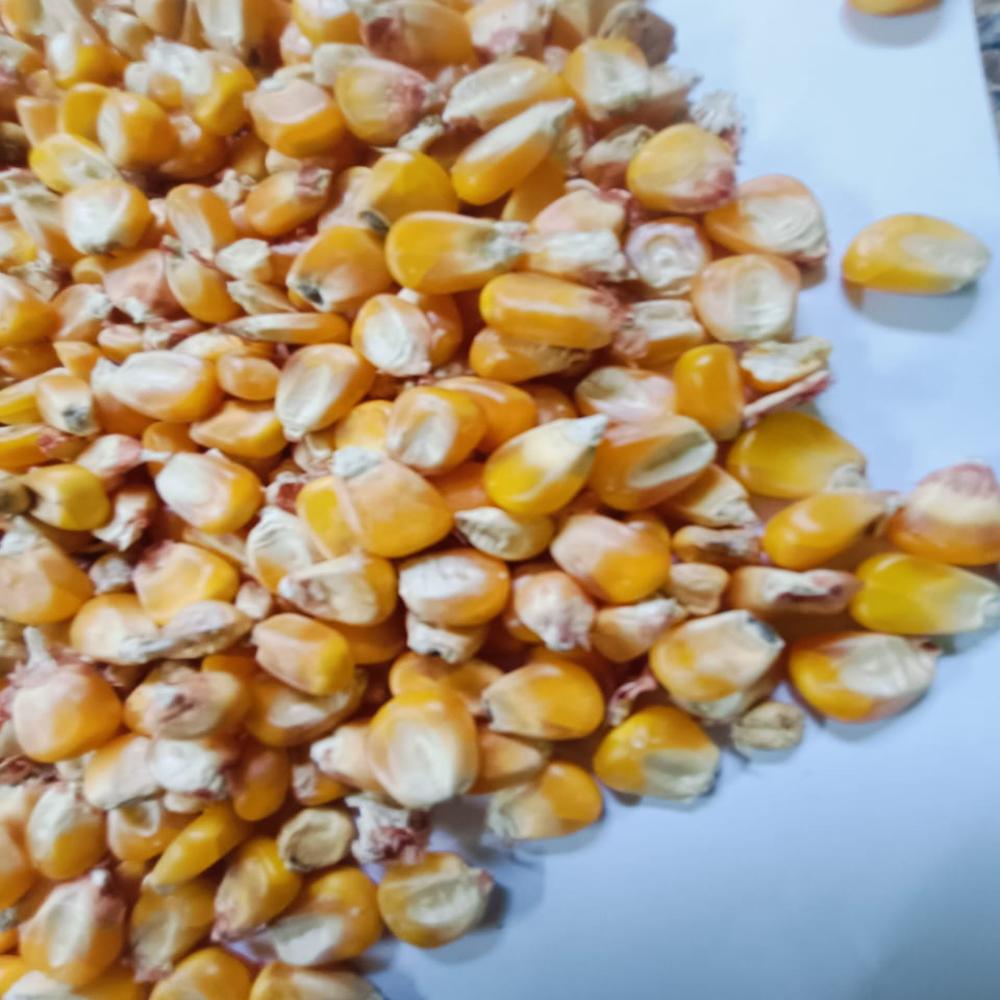Yellow Maize Dealers In Kolkata
