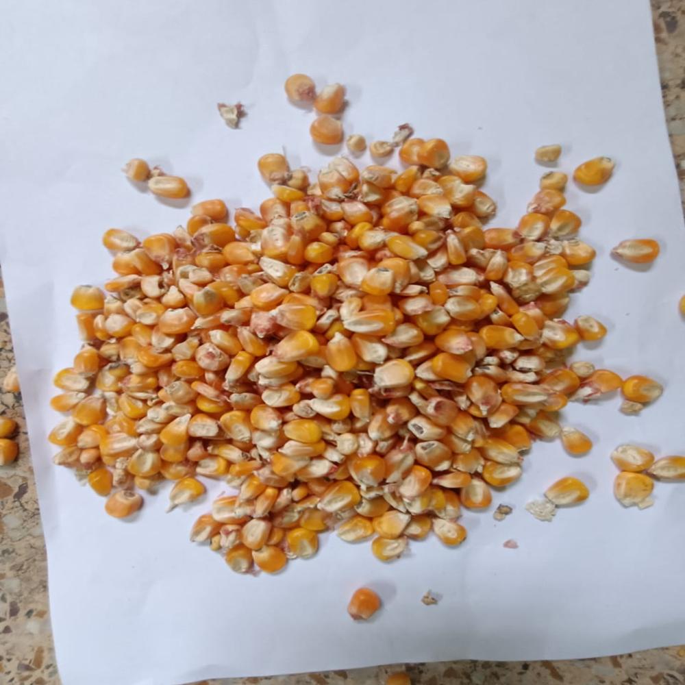 Maize Vutta - Admixture (%): 16%