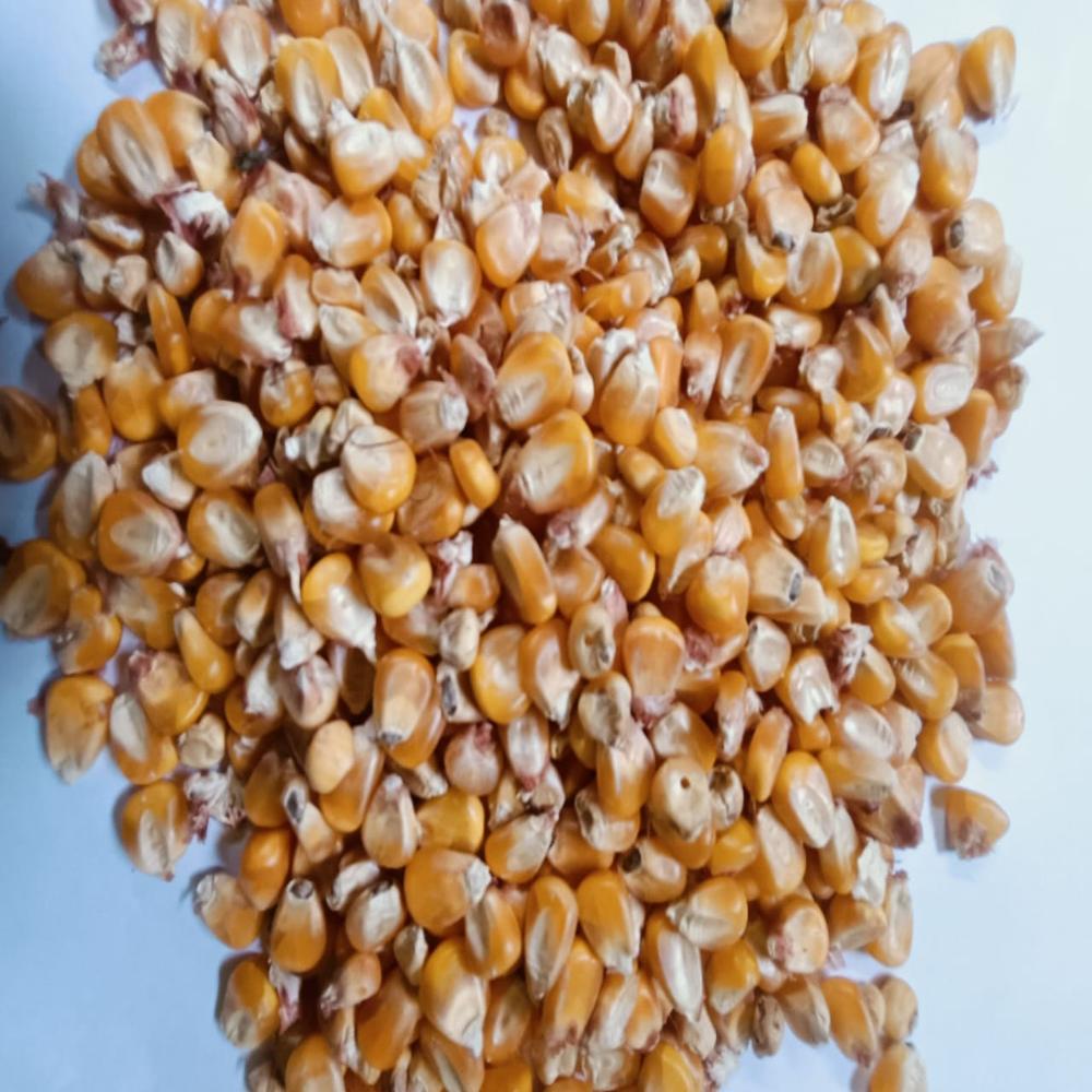 Maize Vutta - Admixture (%): 16%