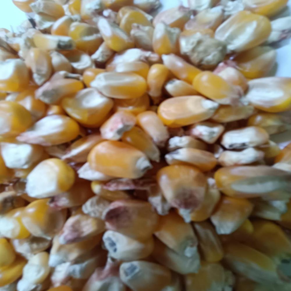 Maize Vutta - Admixture (%): 16%