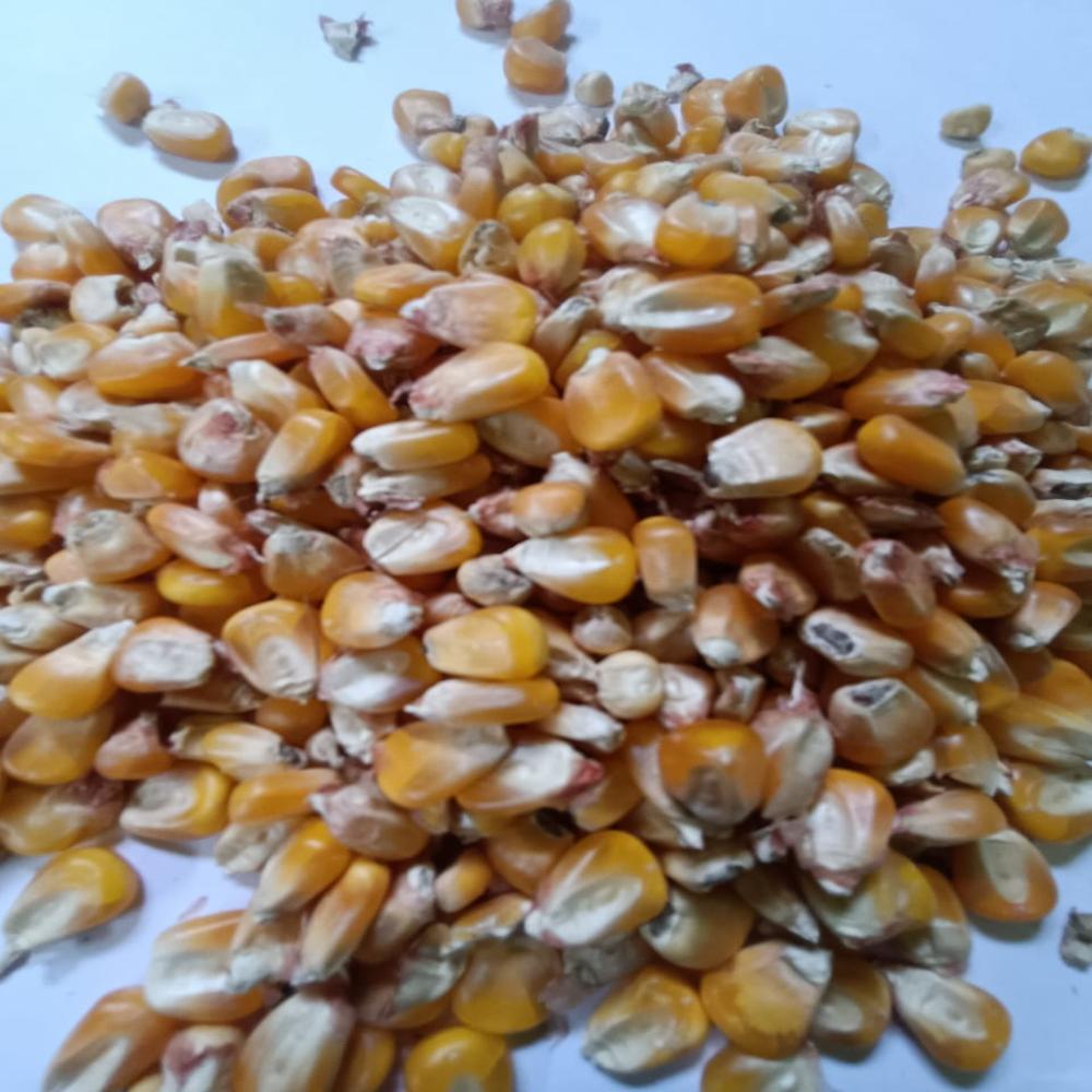 Makka Maize - Admixture (%): 15%
