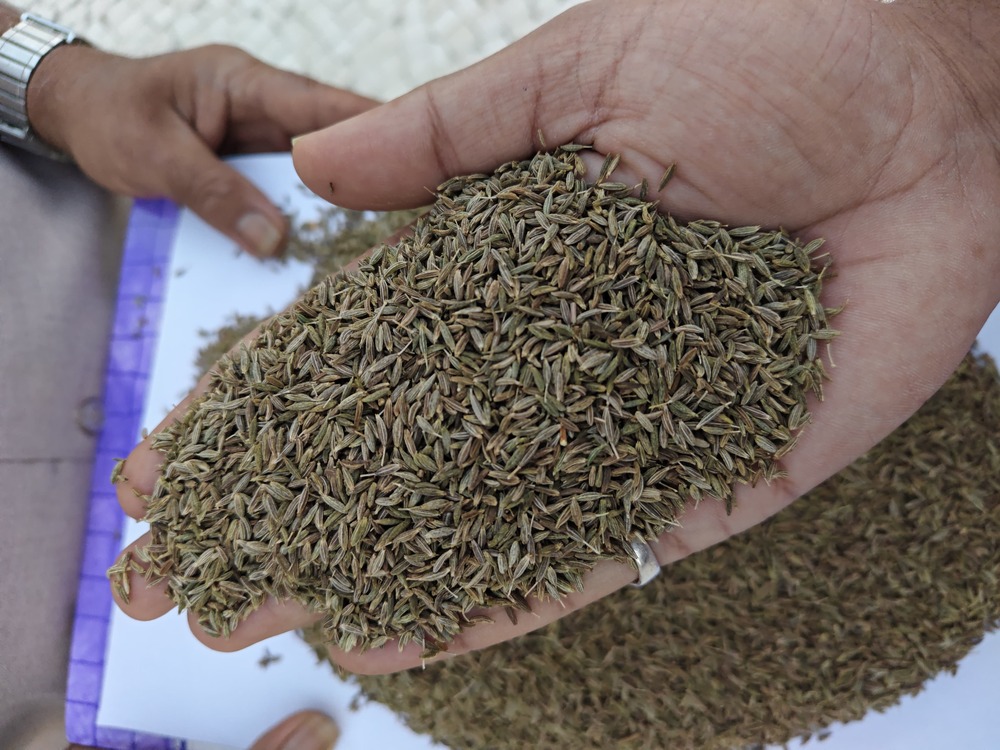 Cumin Seeds