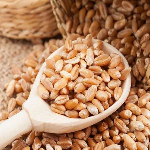 Indian Wheat Grain