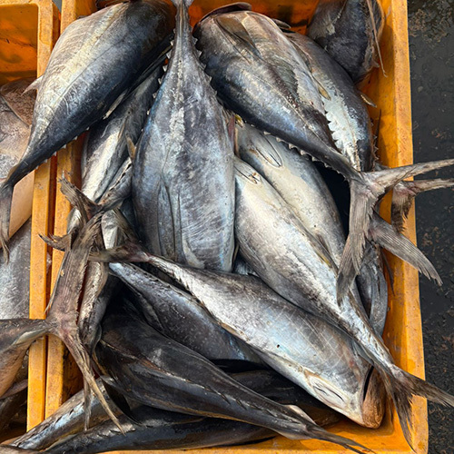 Tuna Fish - Grade: Food Grade