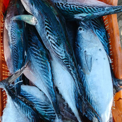 Tuna Fish - Grade: Food Grade