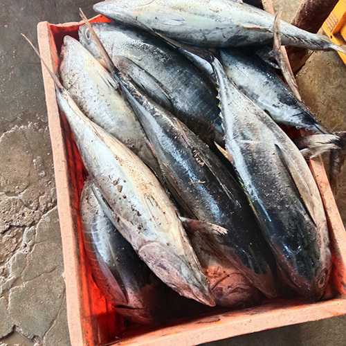 Tuna Fish - Grade: Food Grade