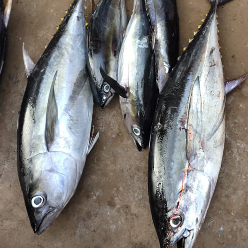 Tuna Fish - Grade: Food Grade