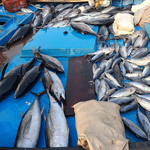 Tuna Fish - Grade: Food Grade