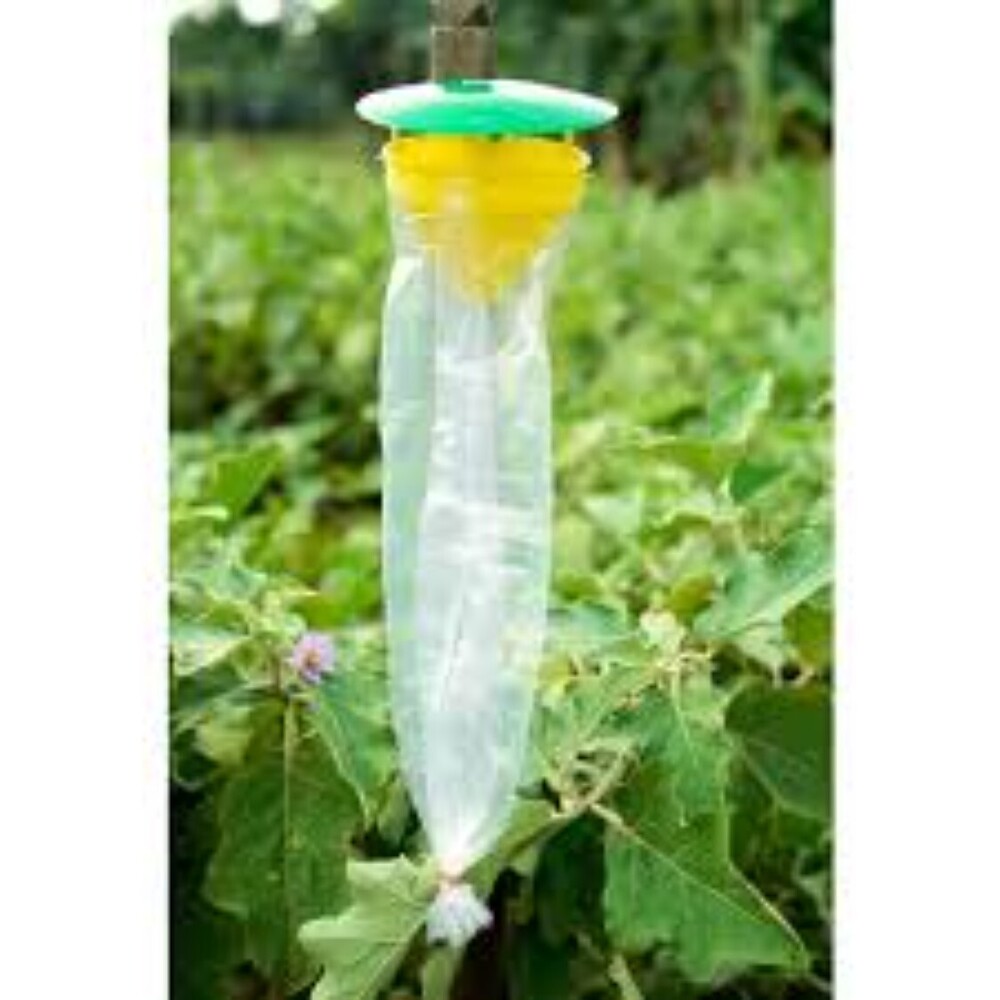 funnel Pheromone Trap