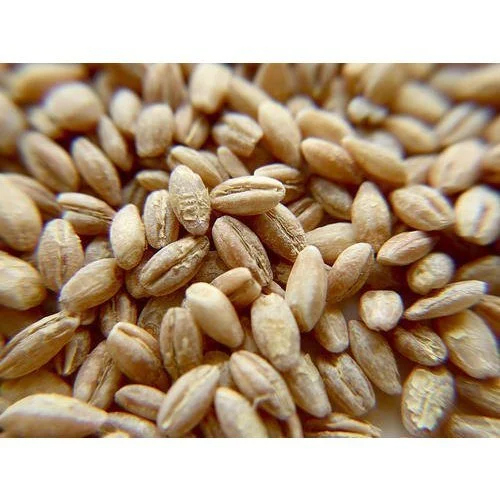 Hulled Barley Seeds