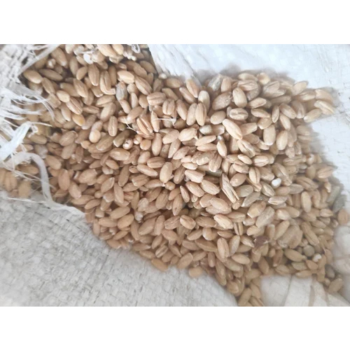Wheat Seeds