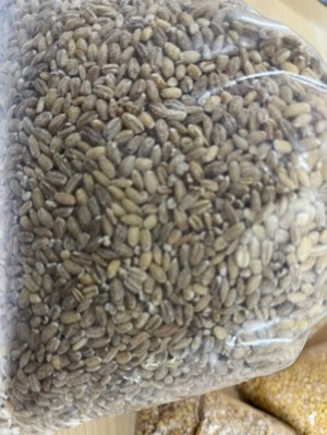 Hulled Barley Seeds