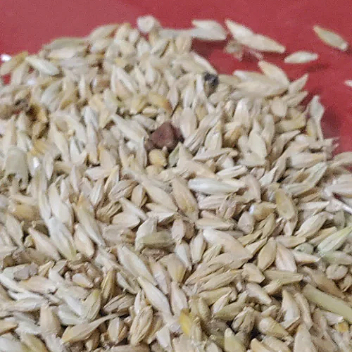 Loose Barley Seeds
