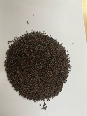 Black Mustard Seeds