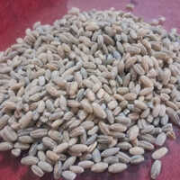 Loose Wheat Grains