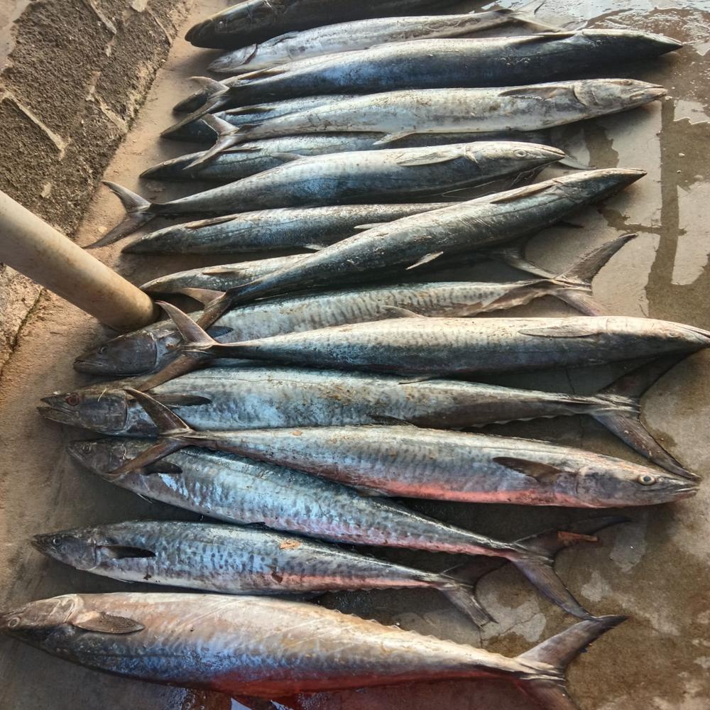 Seer Fish/ Surmai Fish