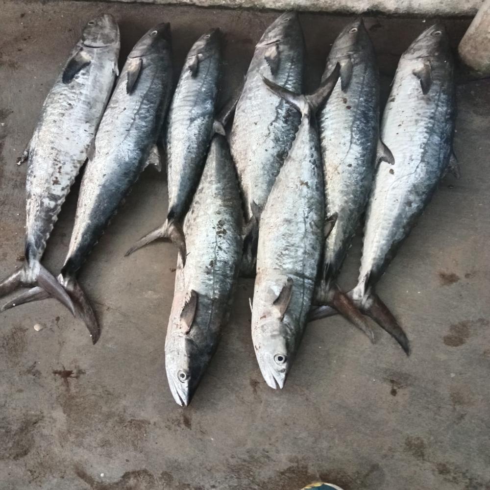 Seer Fish/ Surmai Fish