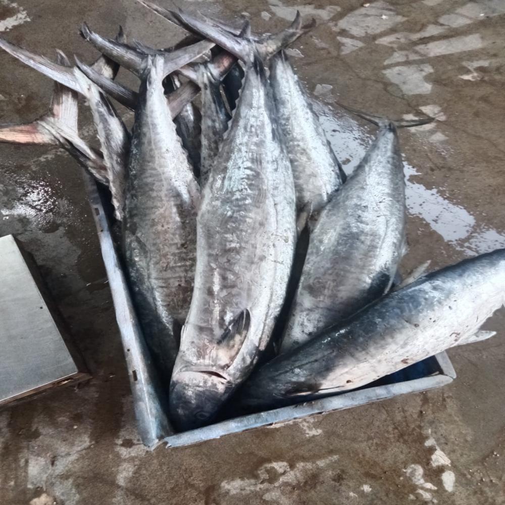 Seer Fish/ Surmai Fish