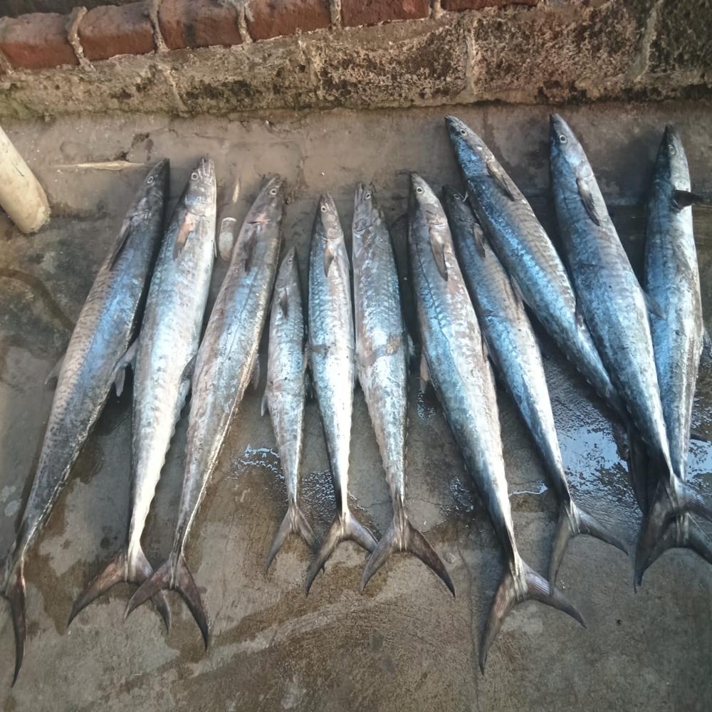 Seer Fish/ Surmai Fish