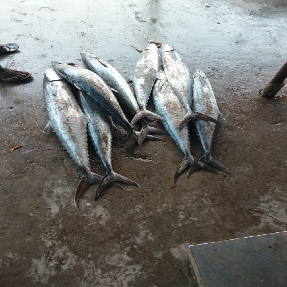 Seer Fish/ Surmai Fish