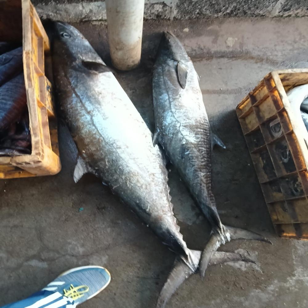 Seer Fish/ Surmai Fish