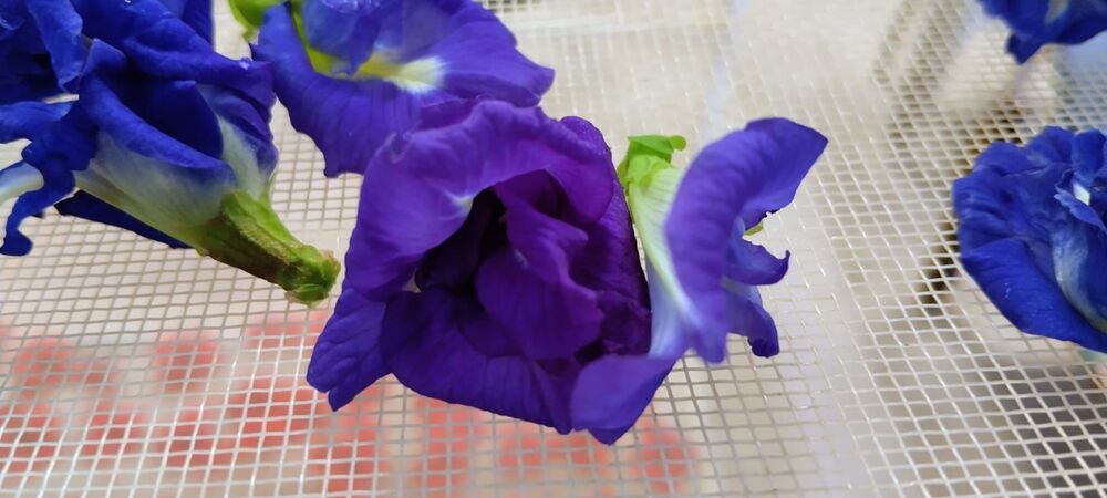 Butterfly pea flowers ( Aparajitha)