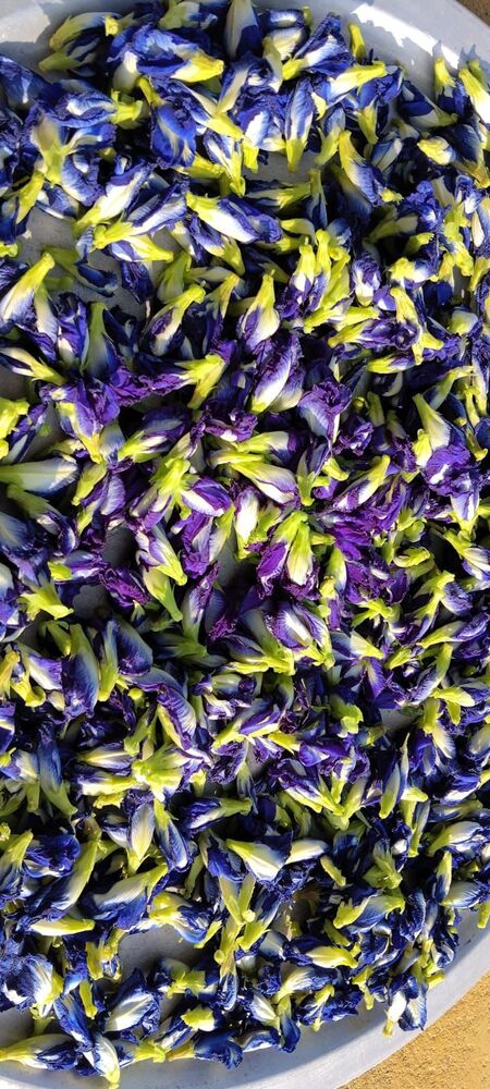 Butterfly pea flowers ( Aparajitha)
