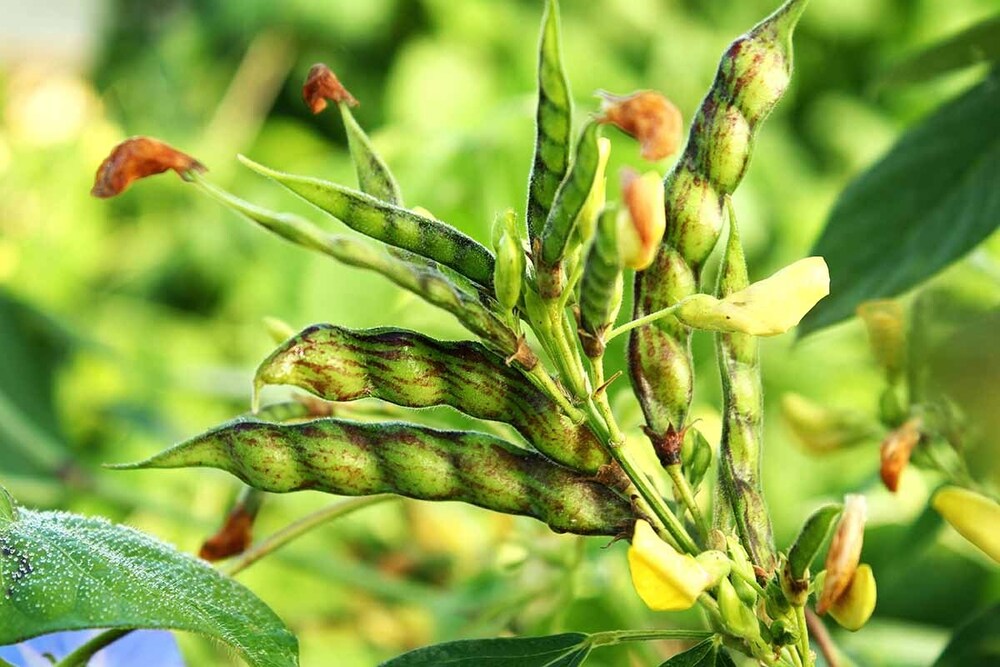 Pigeon Peas