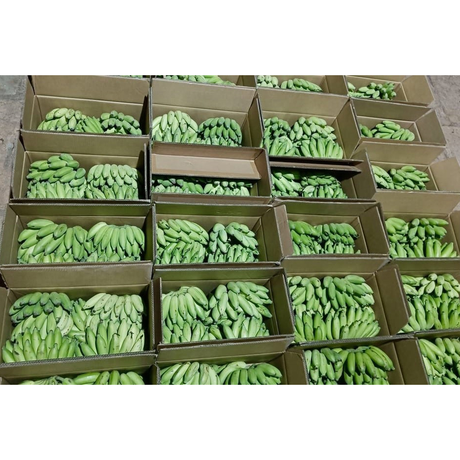 Green Harvested Raw Banana