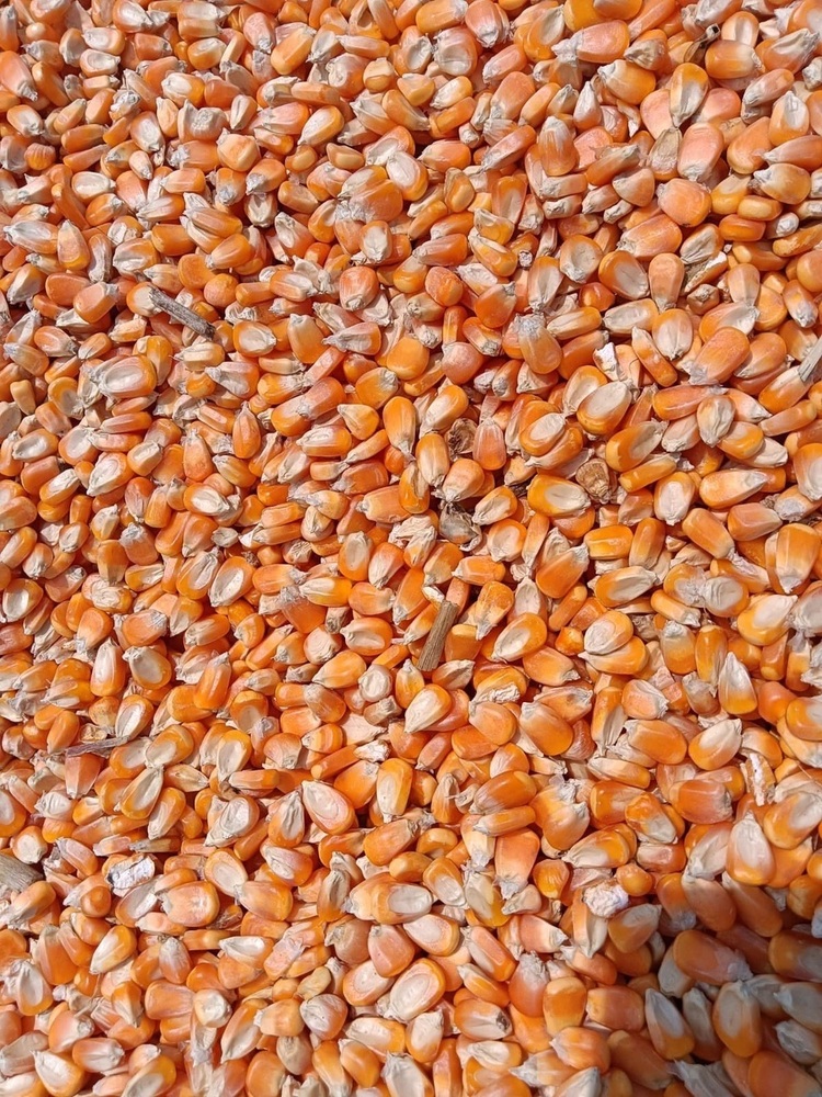 Yellow Maize Kernels