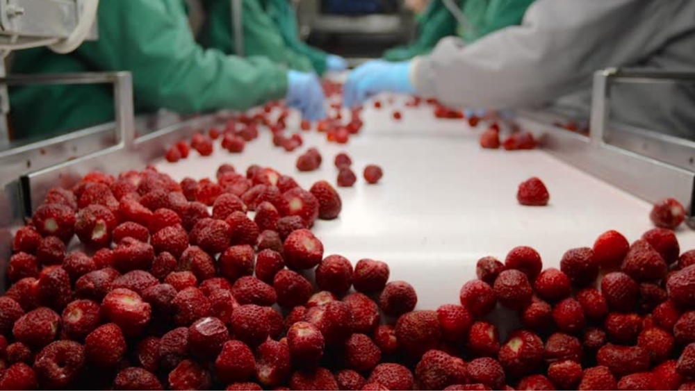 Frozen Fruit Processing Line
