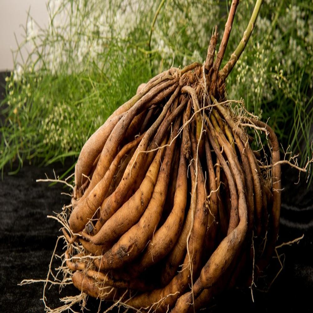 100% Organic Shatavari Powder