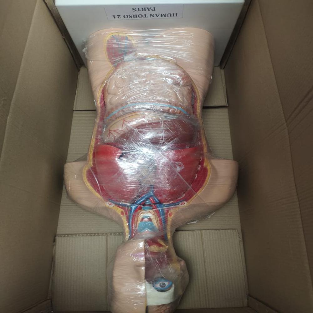 Human Torso