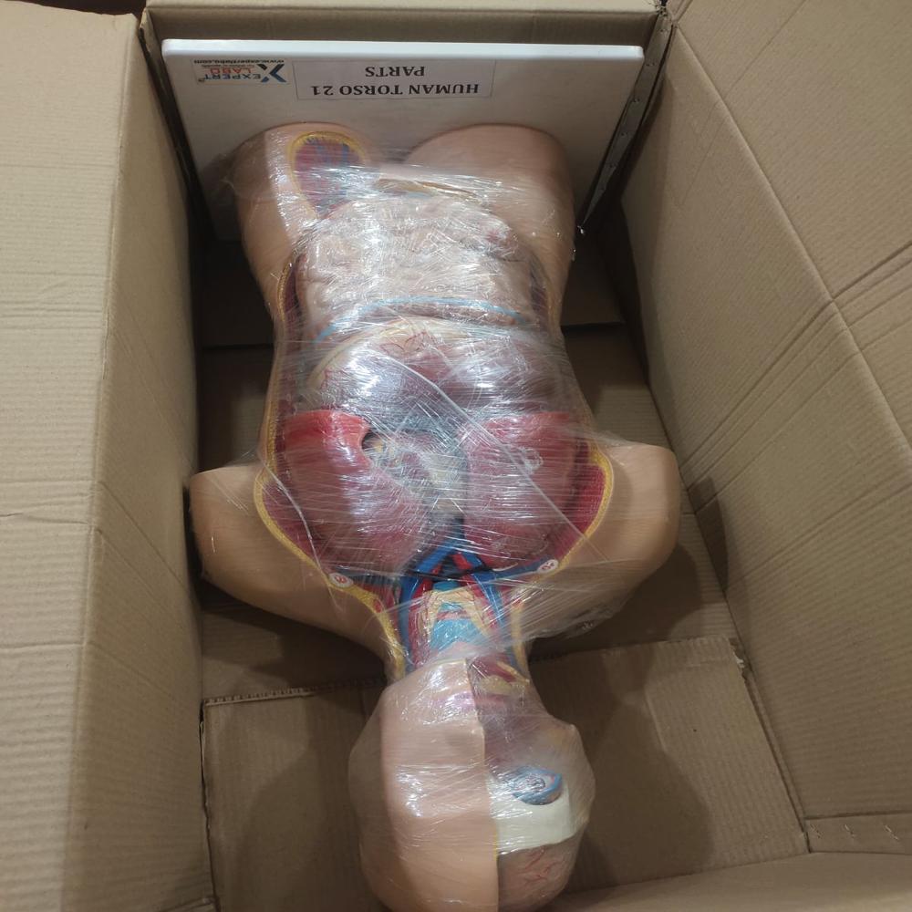 Human Torso - Material: Pvc