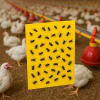 Trapzy Sticky Fly Trap