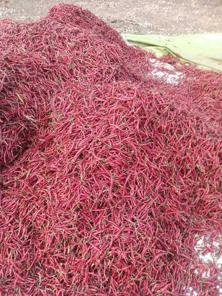 Bold Red Chilli