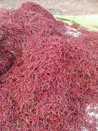 Bold Red Chilli