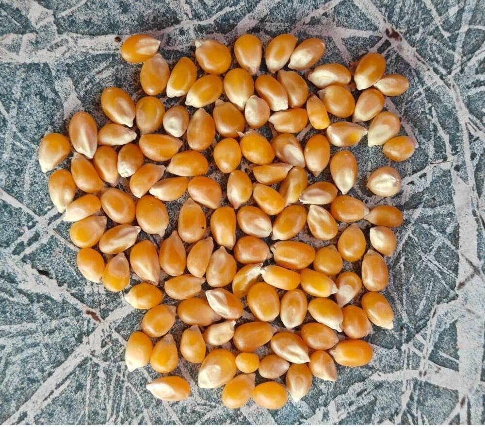 शुद्ध पीला मकई