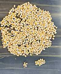 Original Yellow Pure Maize - Admixture (%): 1%