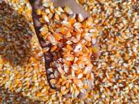 Pure Yellow Maize - Admixture (%): 1%